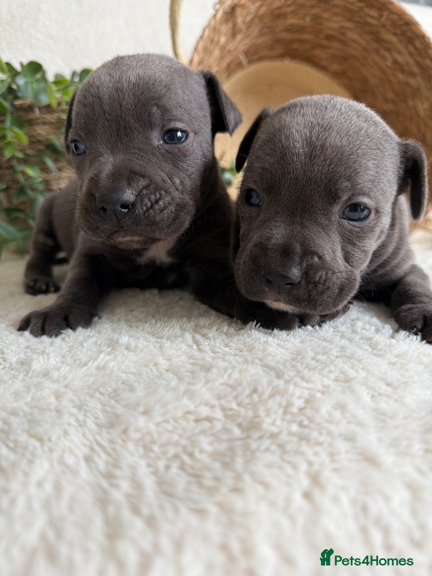Staffordshire Bull Terrier dogs for sale: STUNNING KC STAFFORDSHIRE BULL TERRIER PUPPIES  - Advert 2