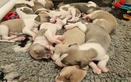 Whippet dogs for sale: Stunning Whippet Puppies - Image 3