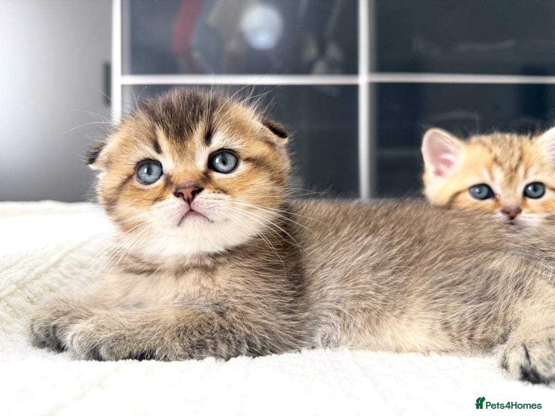 Scottish Fold cats for sale: The last Scottish Kitten ready for a loving home - Image 20
