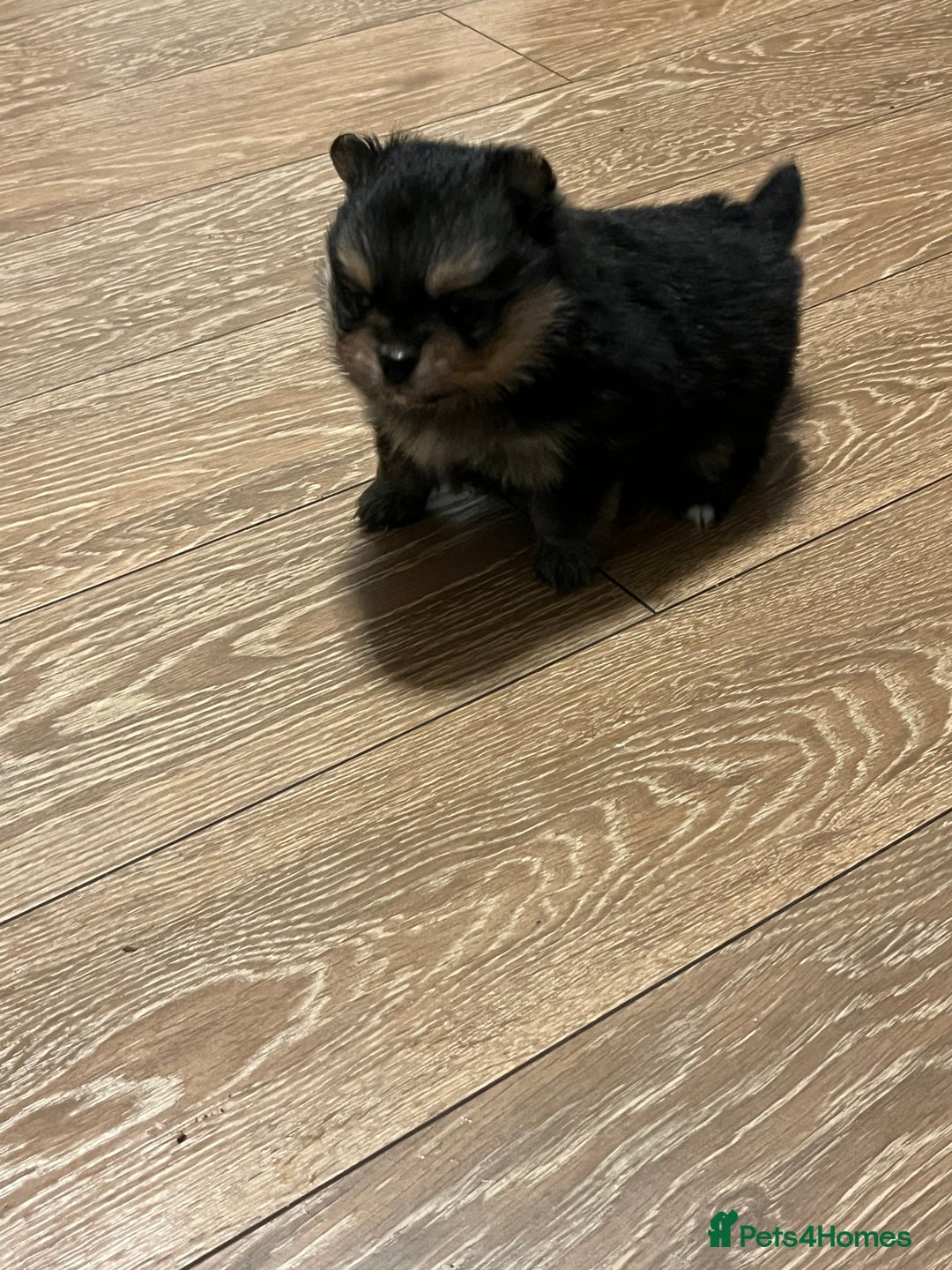 Pomeranian dogs for sale: Gorgeous miniature Pomeranian pups - Advert 2