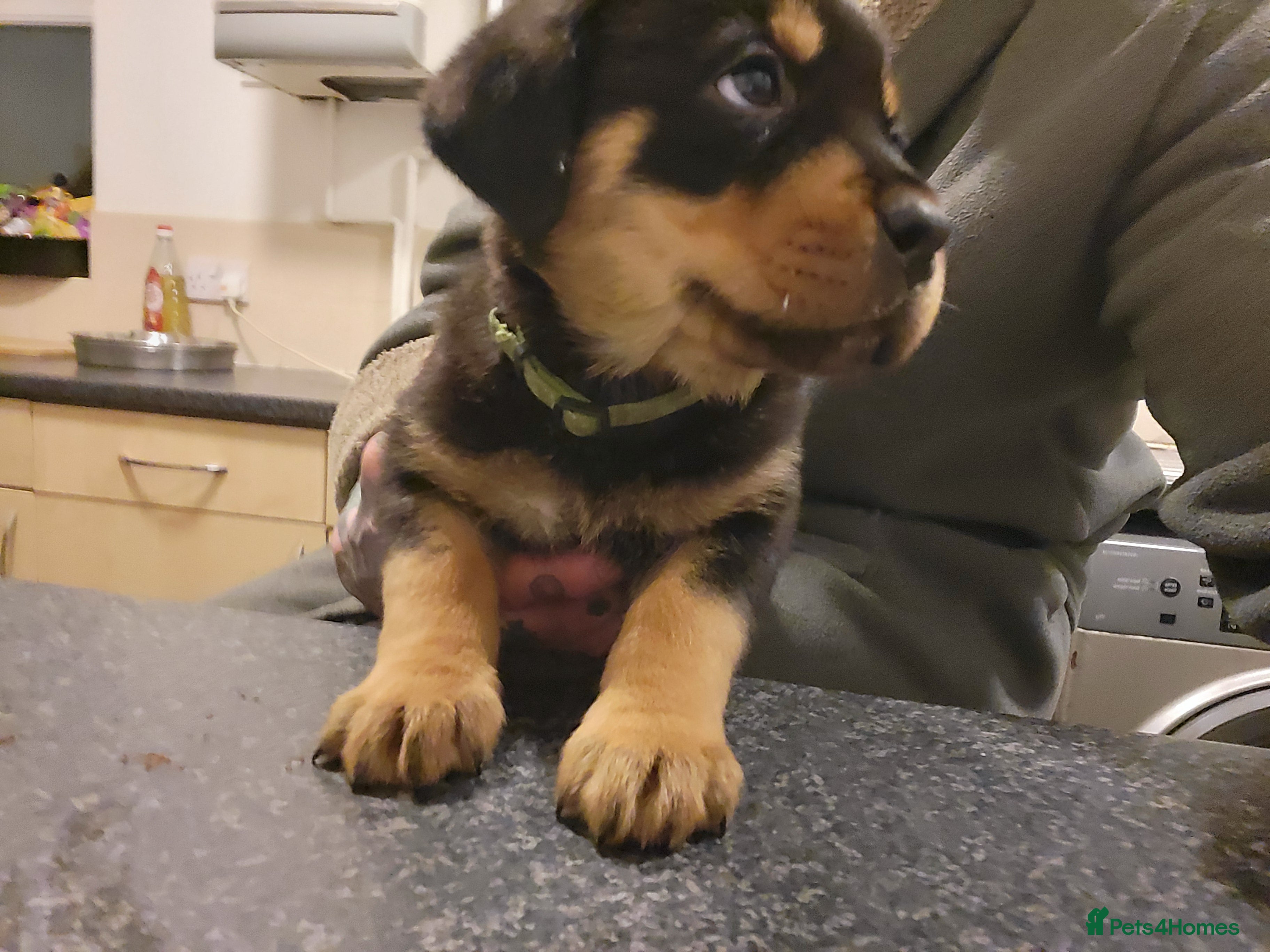 Rottweiler dogs Rotty pupps READY now! (Last girl left) - Advert 16
