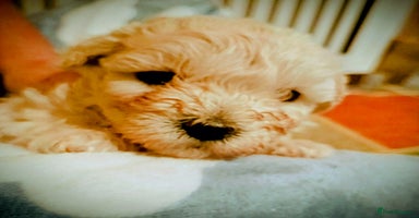 Maltipoo dogs - Advert 11