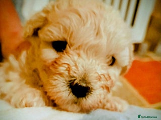 Maltipoo dogs - Advert 5