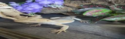 Bearded Dragon reptiles for sale: Whitblit for sale  - Advert 5