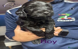 Cockapoo dogs for sale: Stunning multi generation cockapoos  - Image 6