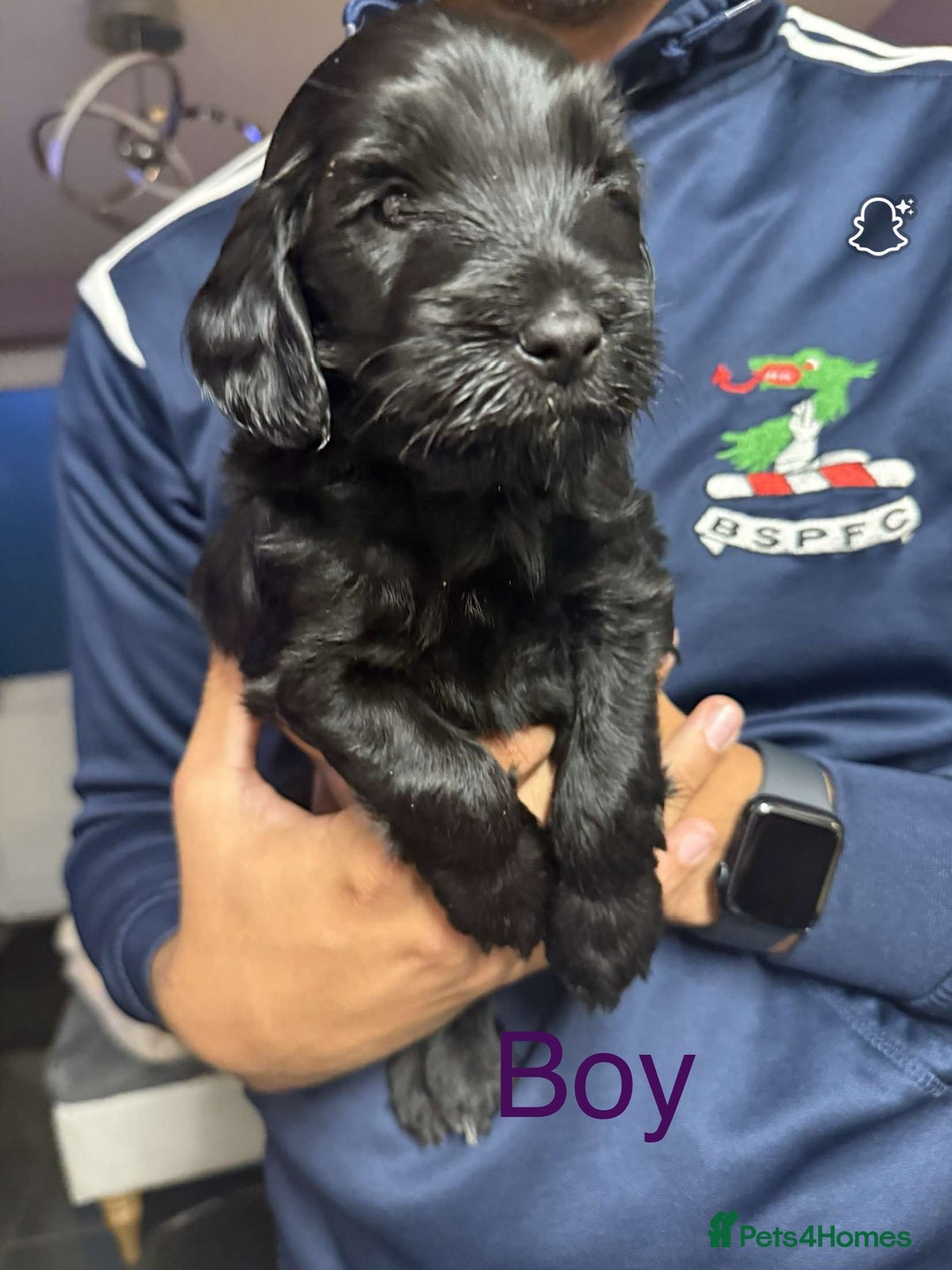 Cockapoo dogs for sale: Stunning multi generation cockapoos  - Image 6