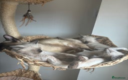 Siamese cats for sale: Siamese Kittens  in Harpenden - Image 8