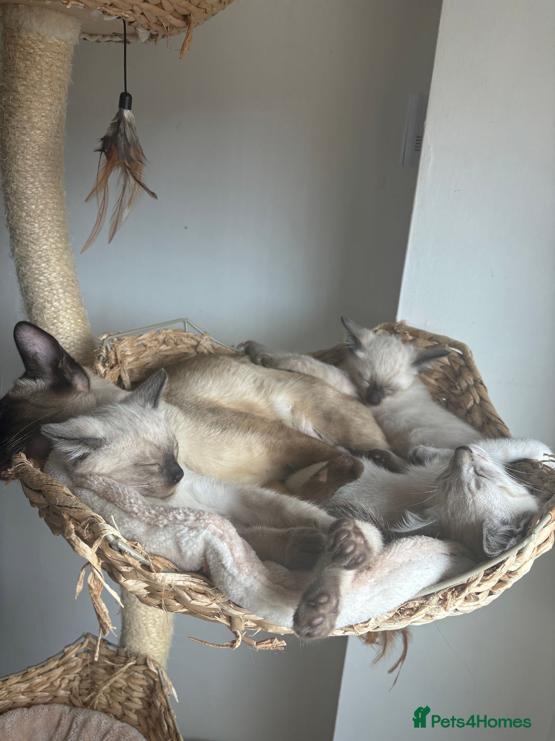 Siamese cats for sale: Siamese Kittens  in Harpenden - Image 8