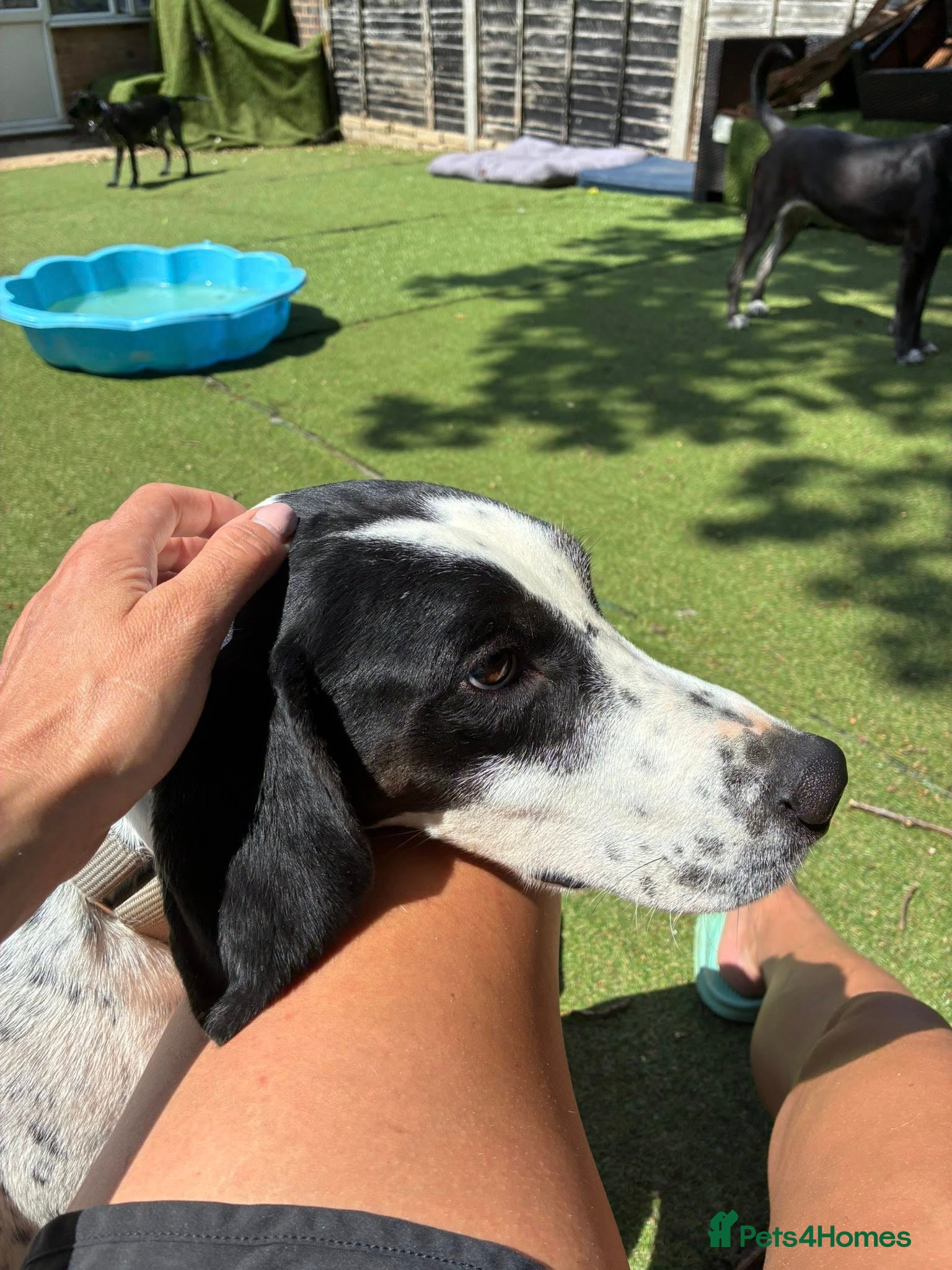 Pointer dogs Jasper is looking for his forever home  in Kidwelly - Advert 1