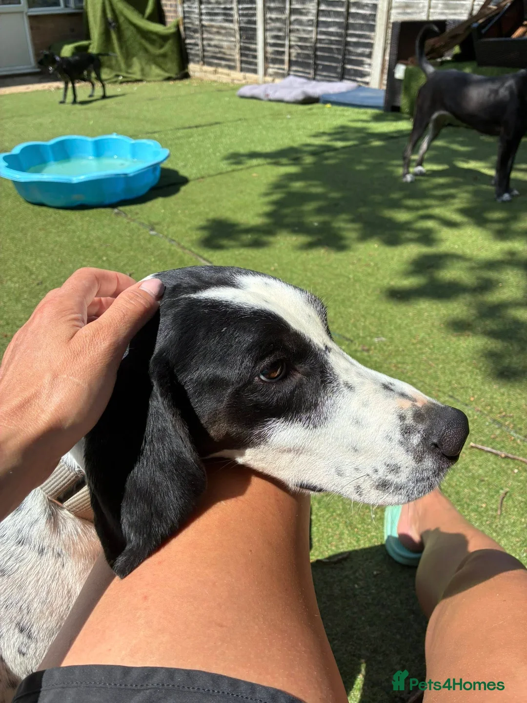 Pointer dogs for adoption: Jasper is looking for his forever home  in Kidwelly - Advert 1