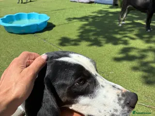 Pointer dogs Jasper is looking for his forever home in Kidwelly - Advert 1