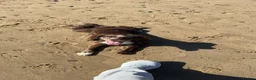 Cocker Spaniel dogs for sale: 1 year old spaniel looking for new home - Advert 3