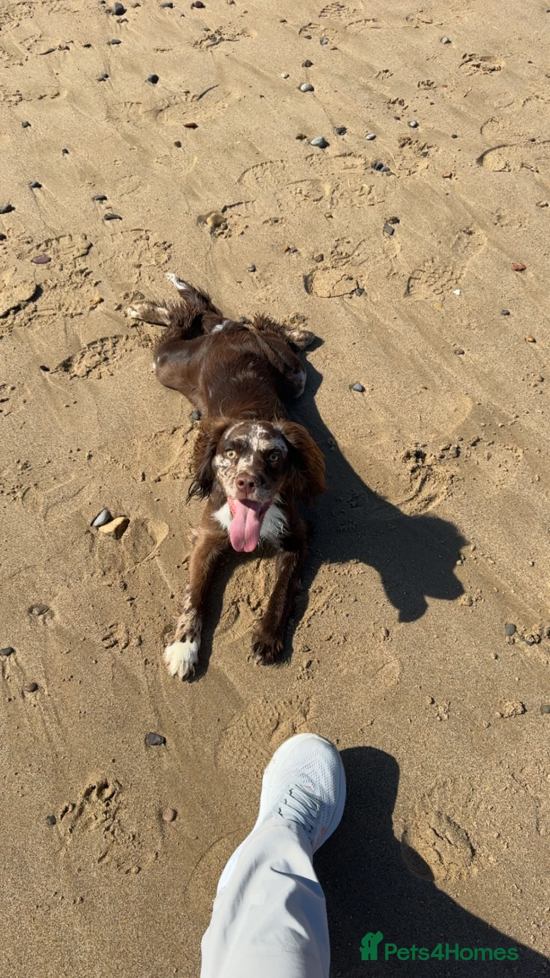 Cocker Spaniel dogs for sale: 1 year old spaniel looking for new home - Advert 3