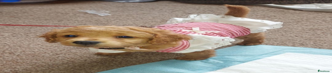 Cockapoo Puppy 4