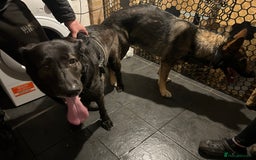 German Shepherd dogs for stud: KC sable male for stud  in Birmingham - Image 8