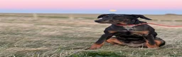 Mixed Breed dogs for sale: Rehome our beautiful Beauceron/Doberman - Advert 4
