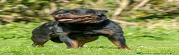 Rottweiler dogs for sale:  Rottweiler pups ready for there forever home.  - Advert 5