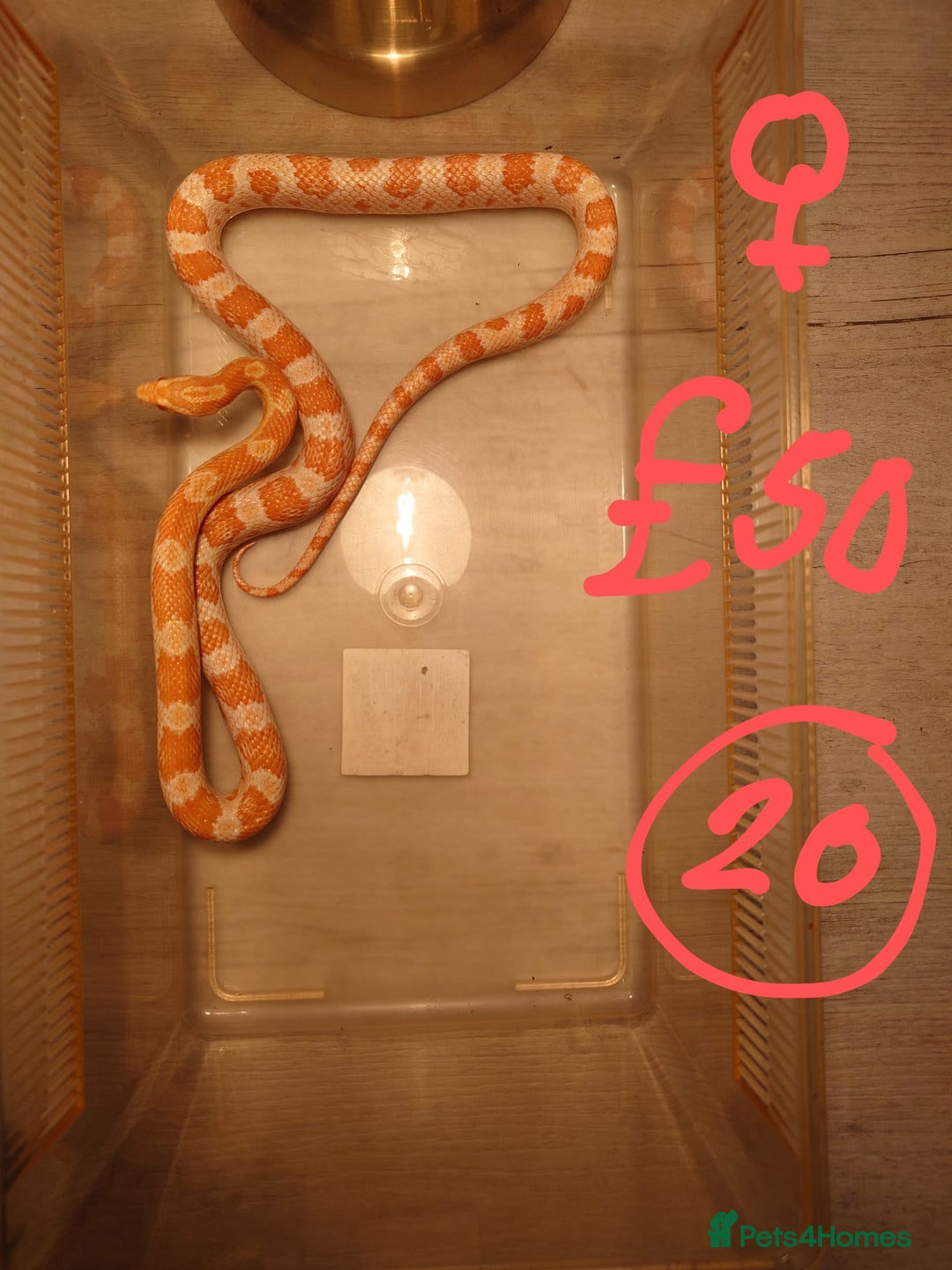 Snake reptiles for sale: My collection of corn snakes. - Advert 6