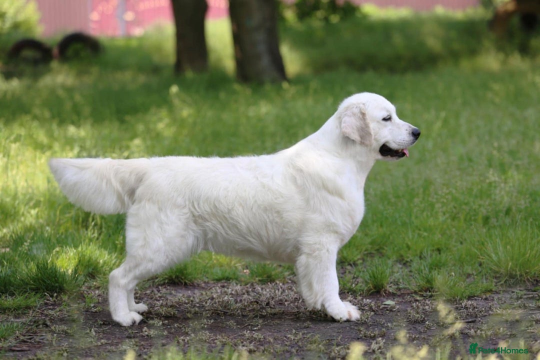 Golden Retriever dogs for sale: 9 gorgeous golden retriever pups  - Image 17