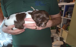 English Springer Spaniel dogs for sale: KC registered English Springer Spaniels - Image 9