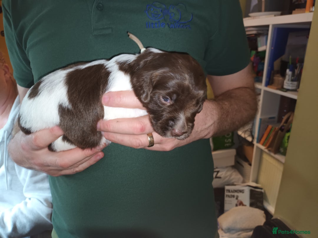 English Springer Spaniel dogs for sale: KC registered English Springer Spaniels - Image 9