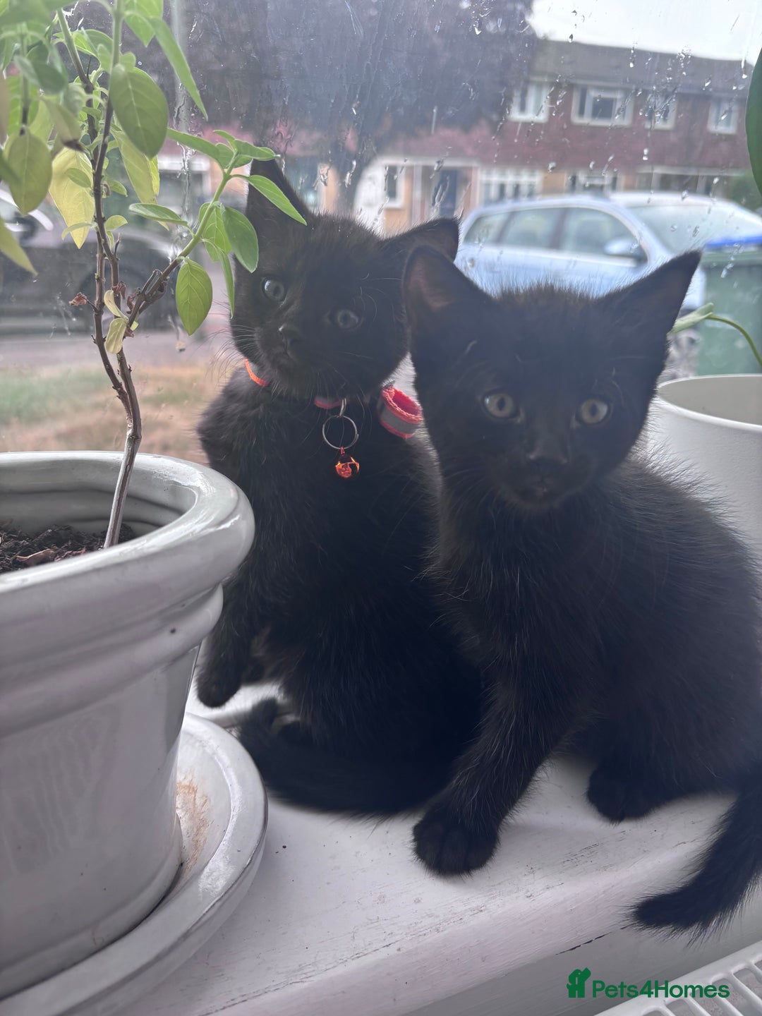 Mixed Breed cats for sale: Mixed breed Bengal kittens - Image 9