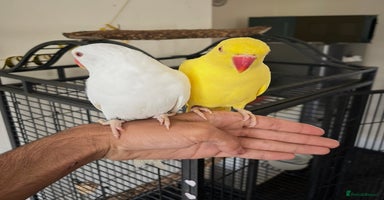 Ringnecks birds - Advert 12