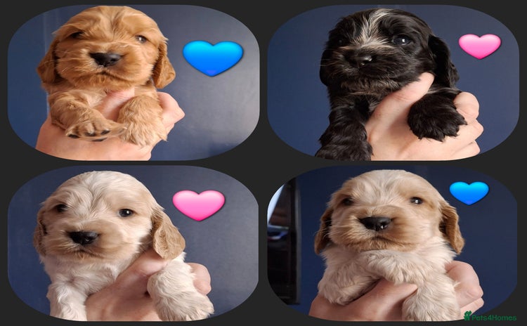 Cocker Spaniel dogs - Advert 13