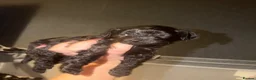 Mixed Breed dogs for sale: 1 black beautiful Poochon puppy left - Advert 15