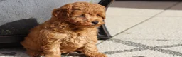 Cavapoochon dogs for sale: Cavapoochon puppies for sale Fox Red  - Advert 27