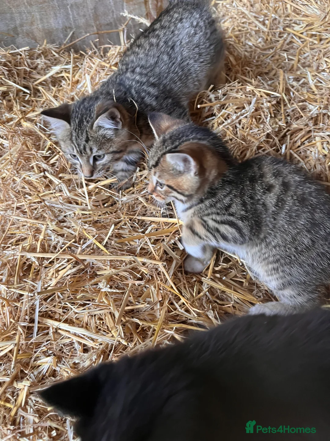 Mixed Breed cats for sale: 4 fun and inquisitive kittens - Advert 19
