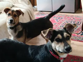Mixed Breed dogs Loving Maisie for adoption - Advert 3