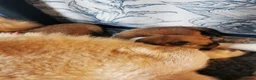 Japanese Shiba Inu dogs for sale: 5 Beautiful Shiba puppies looking for their home - Advert 6