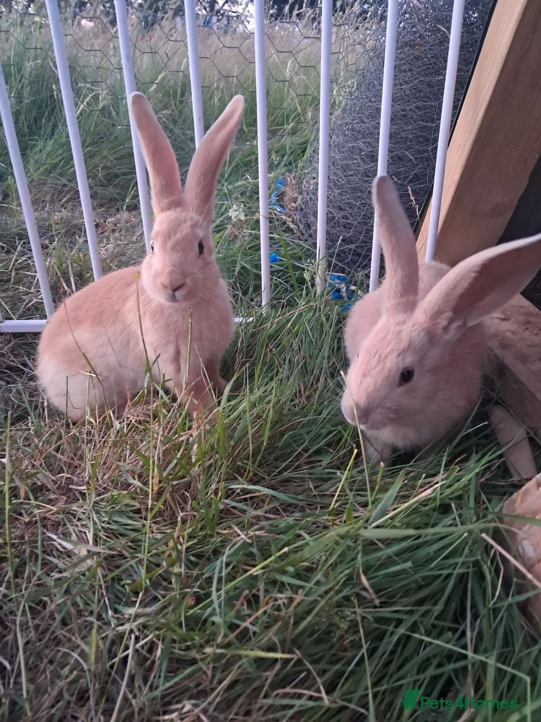 Continental Giant rabbits for sale: Continental giant rabbits  - Advert 1