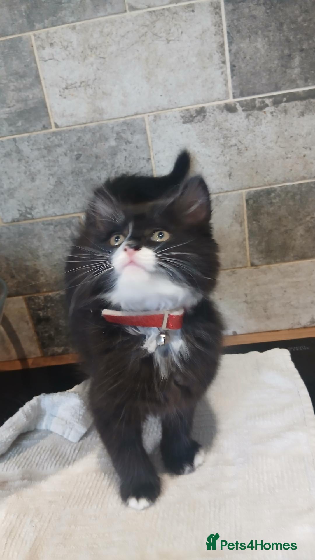British Longhair cats 4 lovable rogues longhair kittens - Advert 5
