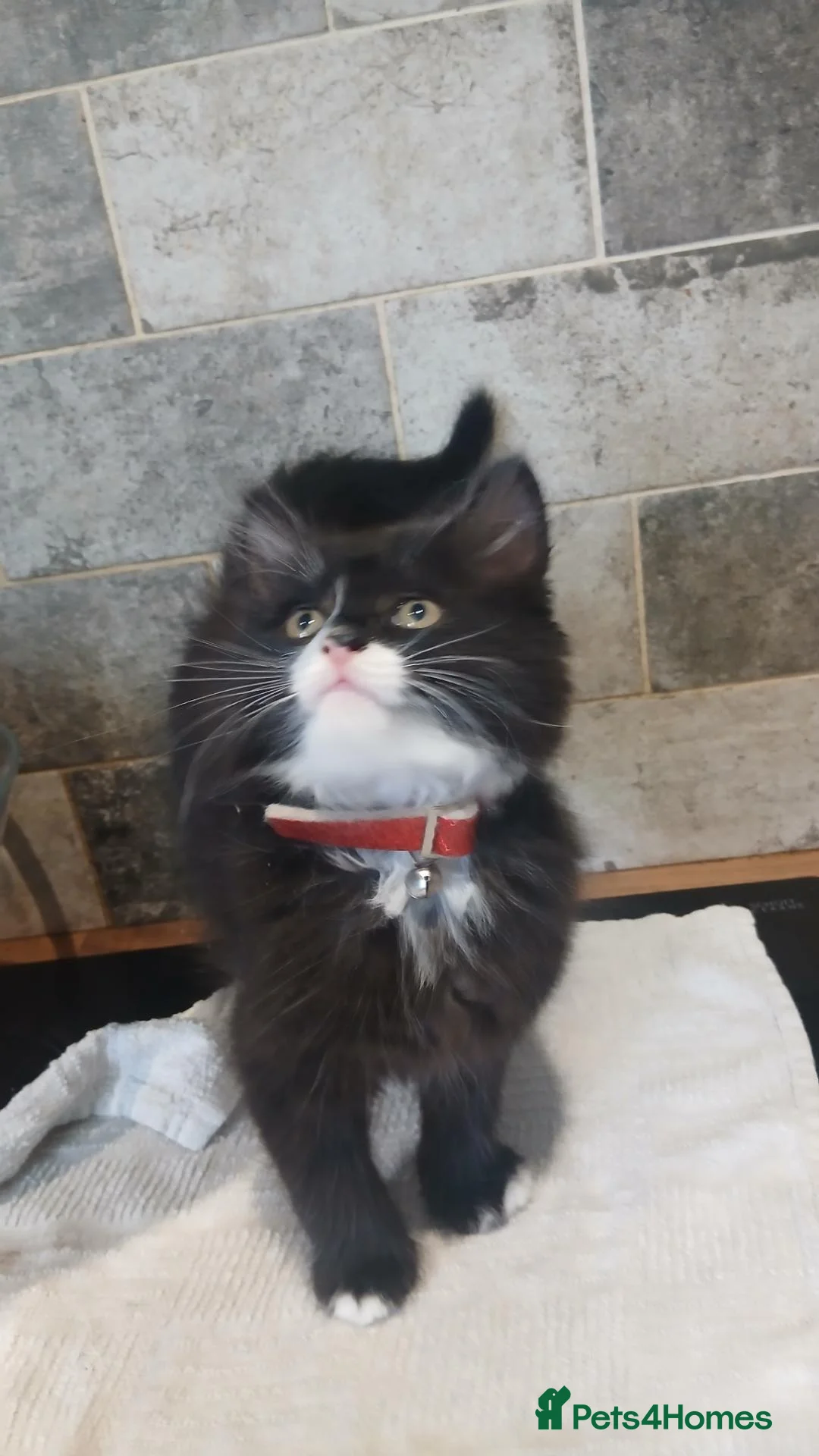 British Longhair cats for sale: 4 lovable rogues longhair kittens - Advert 1