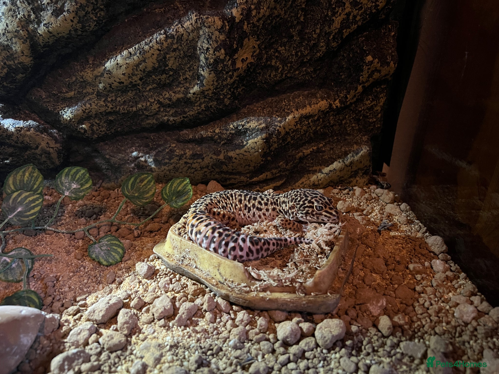 Gecko reptiles Male leopard gecko - Advert 2