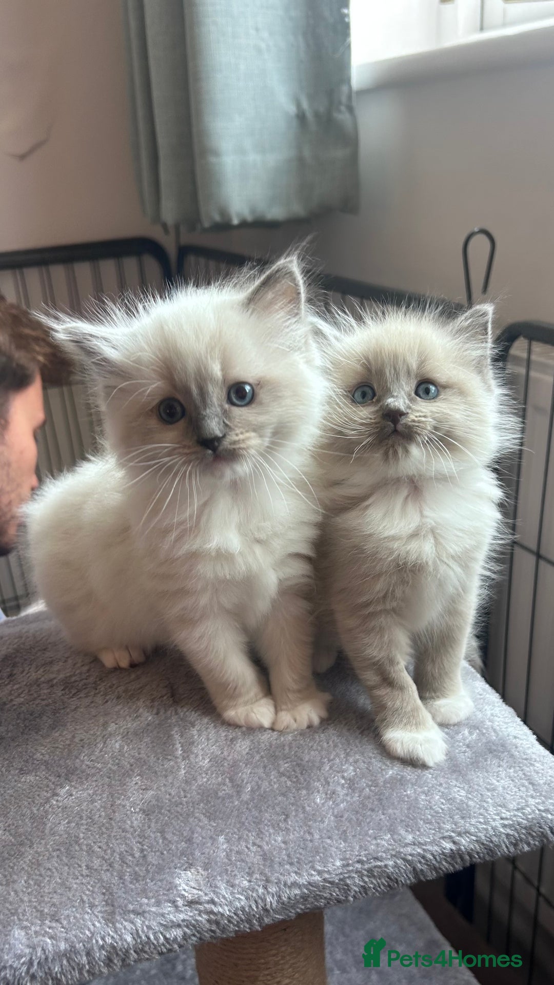Ragdoll cats for sale: Gorgeous blue/mink ragdoll kittens 🐱💕✨  - Advert 5