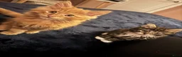 Mixed Breed cats for sale: 12 weeks old Two very fluffy cats for sale  in Rotherham - Advert 2