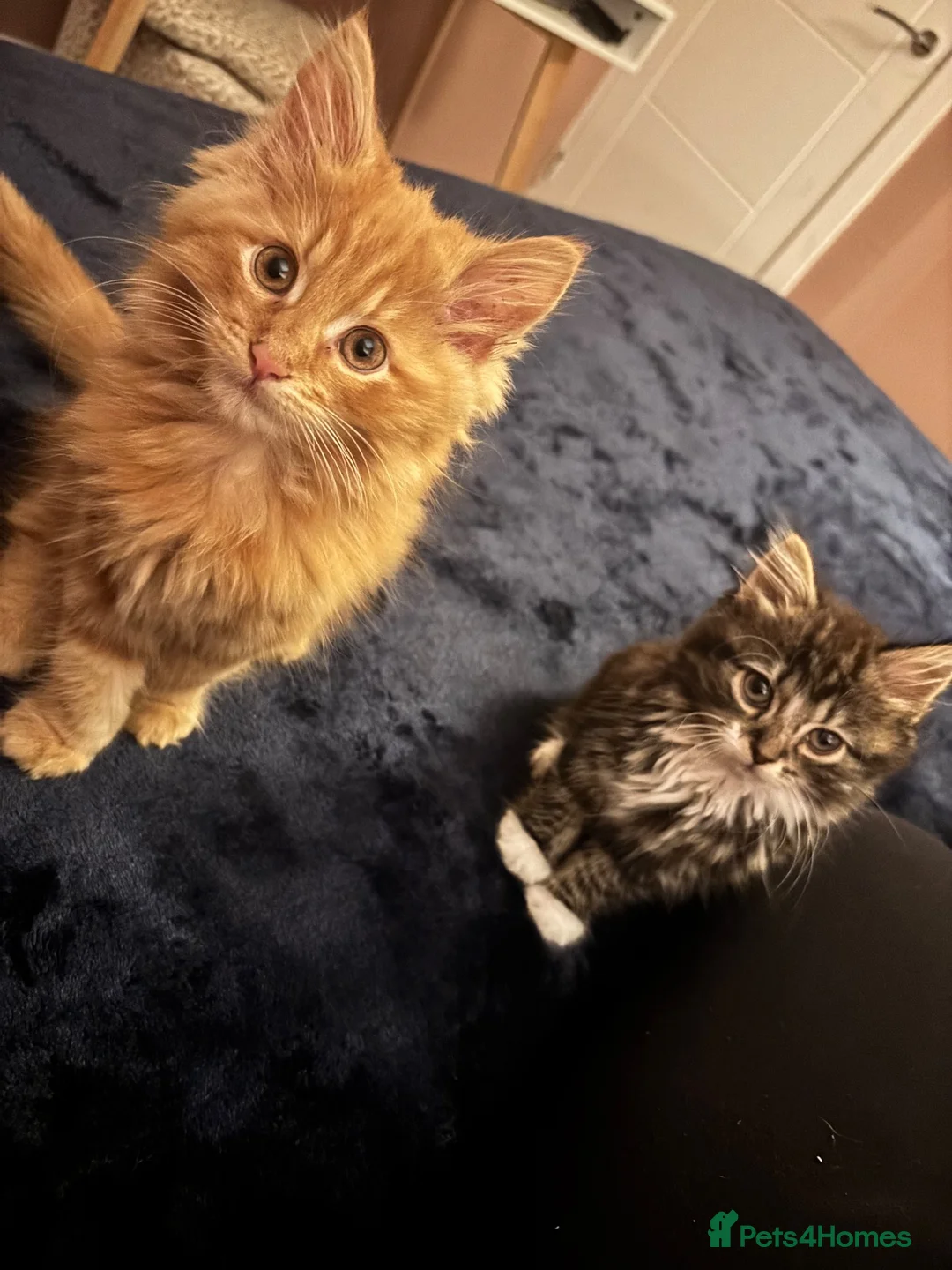 Mixed Breed cats for sale: 12 weeks old Two very fluffy cats for sale  in Rotherham - Advert 2