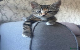 British Shorthair cats for sale: 2 beautiful kitten sisters  - Image 2