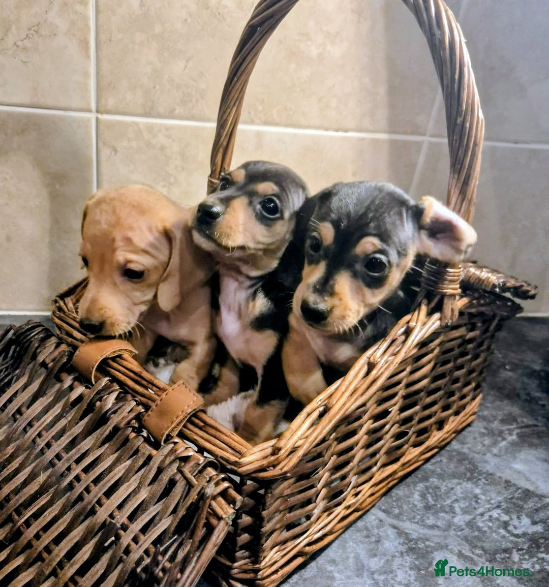 Miniature Dachshund dogs for sale: Perfect Mini Dachshund Girl 8 weeks old - Advert 5