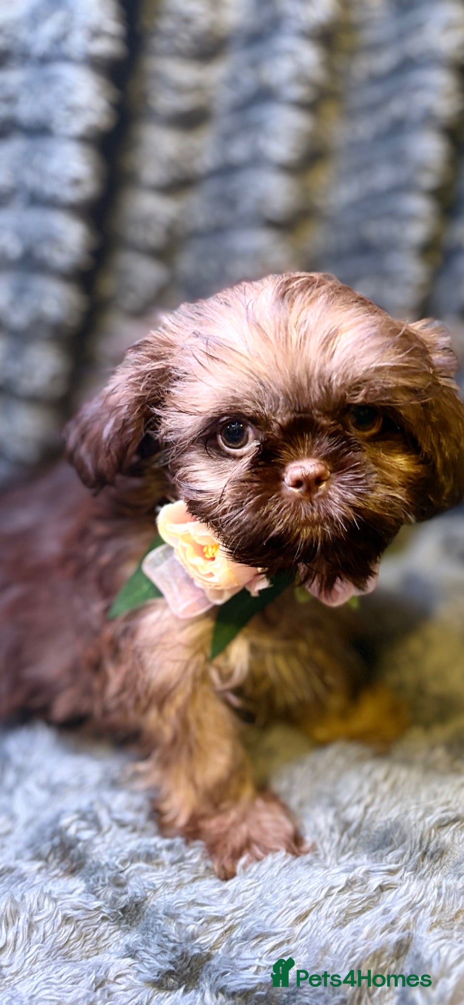 Shih Tzu dogs Kc Female Ready Now Health Tested - Advert 5