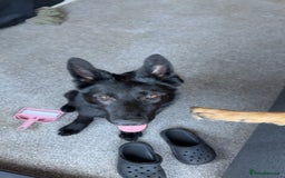 German Shepherd dogs for sale: Black female GSD 7month  - Image 4