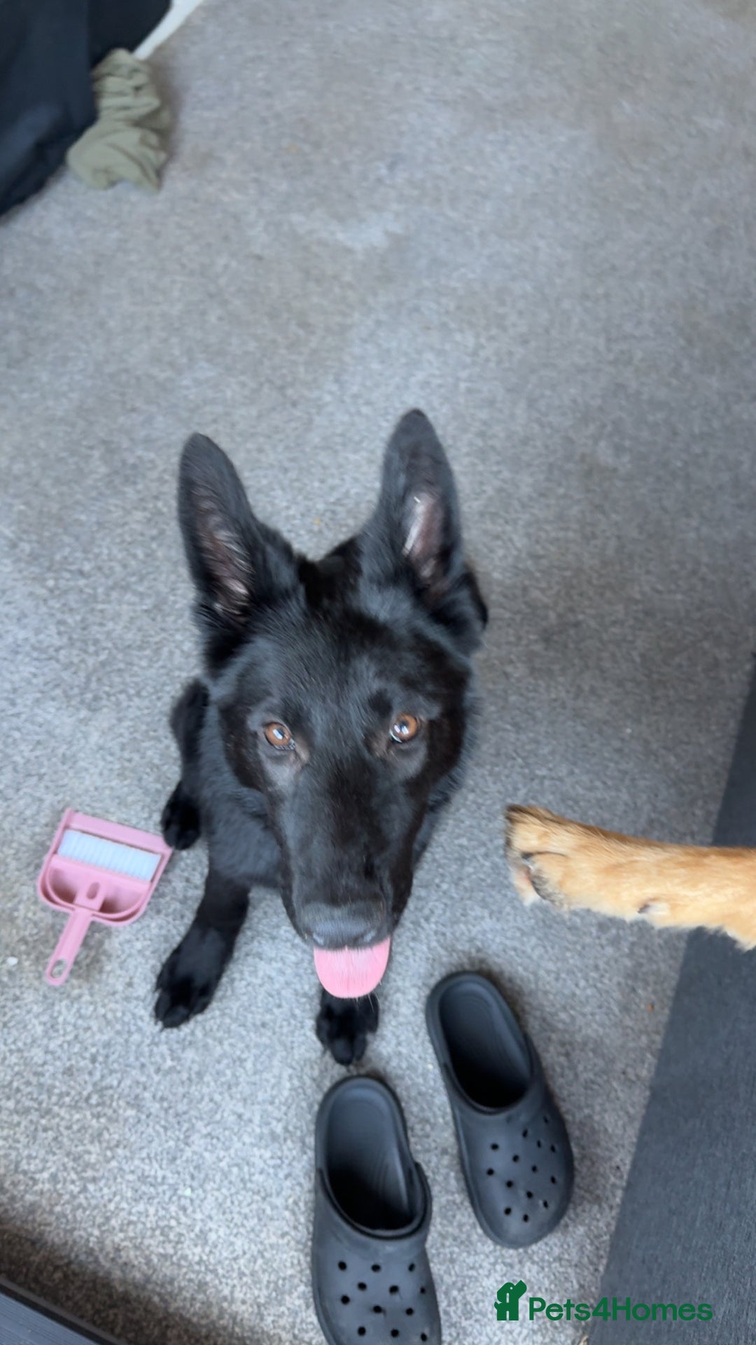 German Shepherd dogs for sale: Black female GSD 7month  - Image 4