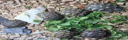 Tortoise reptiles for sale: Mediterranean tortoise hatchlings  - Advert 3