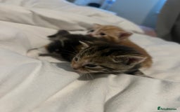 Mixed Breed cats for sale: 3 beautiful fluffy kittins  - Image 11