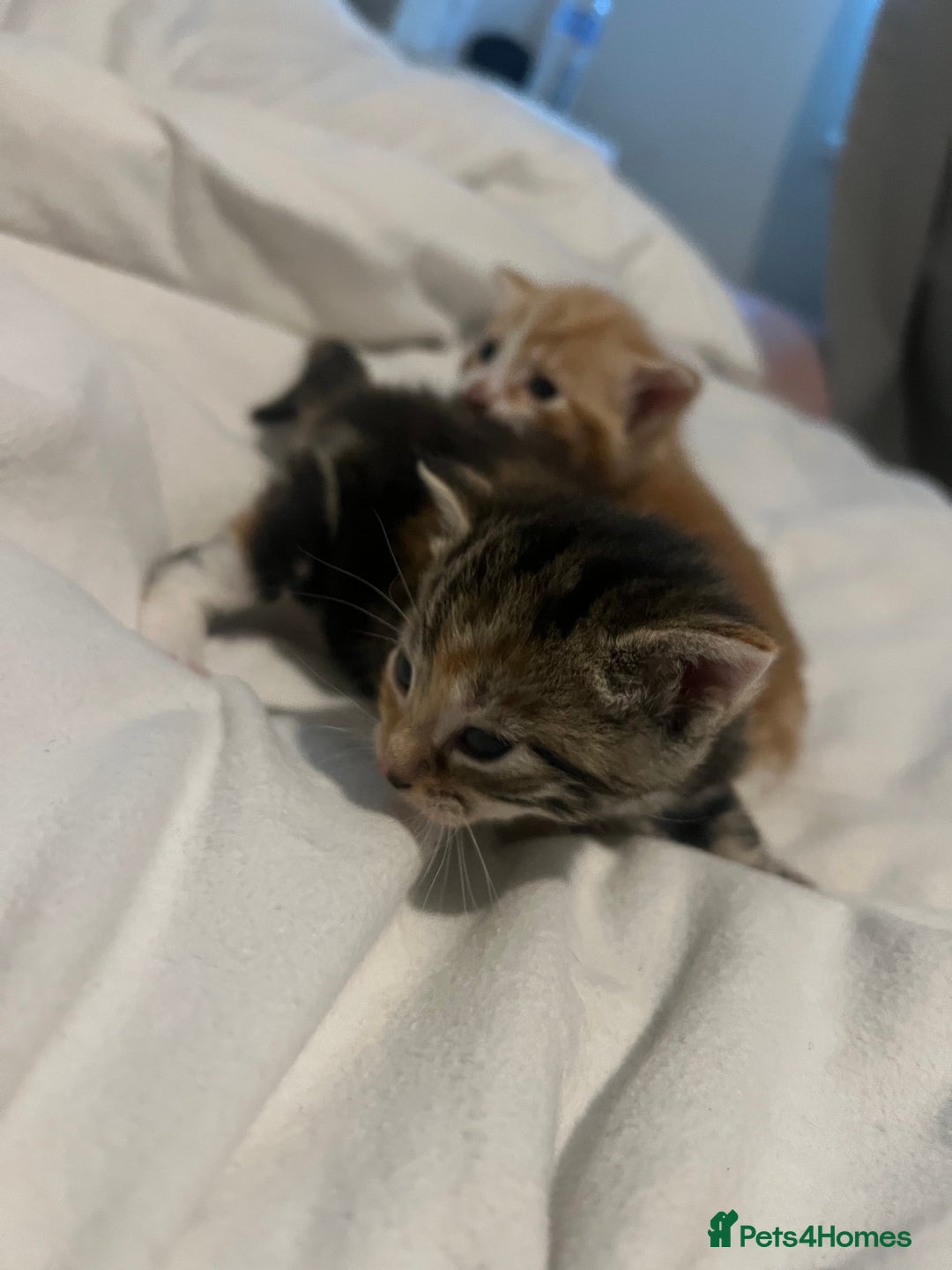 Mixed Breed cats for sale: 3 beautiful fluffy kittins  - Image 11