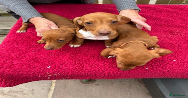 Miniature Dachshund dogs - Advert 1