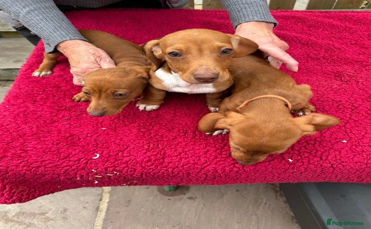 Miniature Dachshund dogs - Advert 2